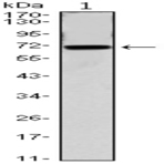 anti-Cell Division Cycle 27 Homolog (S. Cerevisiae) (CDC27) antibody