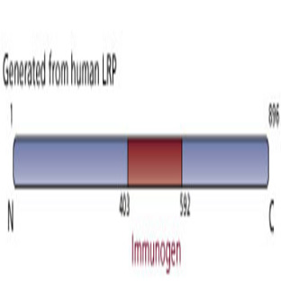 anti-Major Vault Protein (MVP) (AA 403-592) antibody