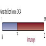 Anti-cell_division_cycle_34_homolog_s_cerevisiae_cdc34_aa_108-298_antibody_original_c25820_bar