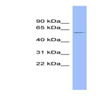 anti-Nuclear Receptor Subfamily 1, Group H, Member 4 (NR1H4) (Middle Region) antibody