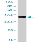 anti-Nuclear Receptor Subfamily 1, Group H, Member 4 (NR1H4) (AA 363-472) antibody