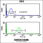 anti-Nucleoporin 153kDa (NUP153) (N-Term), (AA 58-86) antibody