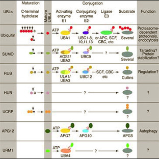 anti-Ring-Box 1, E3 Ubiquitin Protein Ligase (RBX1) (C-Term), (AA 94-108) antibody