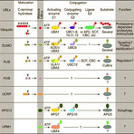 Anti-ring-box_1_e3_ubiquitin_protein_ligase_rbx1_c-term_aa_94-108_antibody_original_r1519