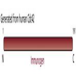 anti-Cell Division Cycle 42 (GTP Binding Protein, 25kDa) (CDC42) (AA 1-191) antibody