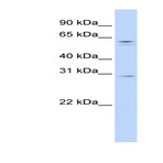 anti-REC8 Homolog (Yeast) (REC8) (N-Term) antibody