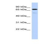 anti-Cyclin D Binding Myb-Like Transcription Factor 1 (DMTF1) (Middle Region) antibody