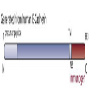 anti-Cadherin 1, Type 1, E-Cadherin (Epithelial) (CDH1) (AA 735-883) antibody