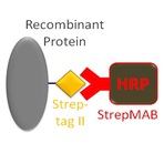 StrepMAB-Classic, HRP conjugate