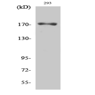 EGFR (phospho Thr693) Polyclonal Antibody