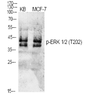 ERK 1/2 (phospho Thr202) Polyclonal Antibody