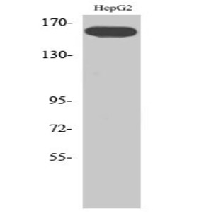 Flk-1 (phospho Tyr1214) Polyclonal Antibody