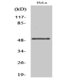 GSK3? (phospho Ser21) Polyclonal Antibody