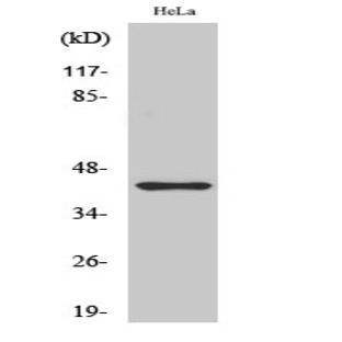 Jun B (phospho Ser259) Polyclonal Antibody