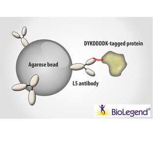 Anti-DYKDDDDK Tag (L5) Affinity Gel avatar
