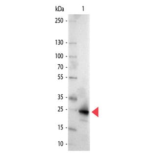 anti-Green Fluorescent Protein (GFP) (AA 246) antibody (Alkaline Phosphatase (AP)) avatar