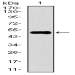 anti-Kelch-Like ECH-Associated Protein 1 (KEAP1) (AA 380-624) antibody