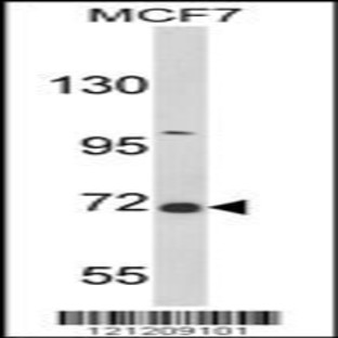 anti-GRB2-Associated Binding Protein 2 (GAB2) (N-Term), (AA 3-30) antibody