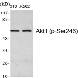 Akt1 (phospho Ser246) Polyclonal Antibody